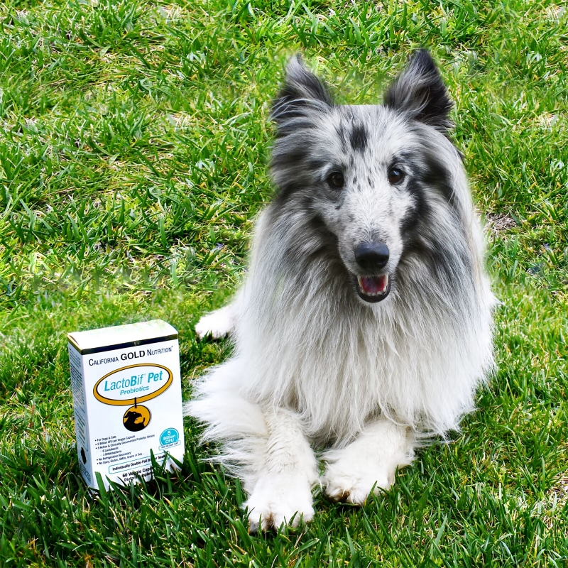 California Gold Nutrition, Пробиотики LactoBif Pet, 5 миллиардов КОЕ, 60 овощных капсул